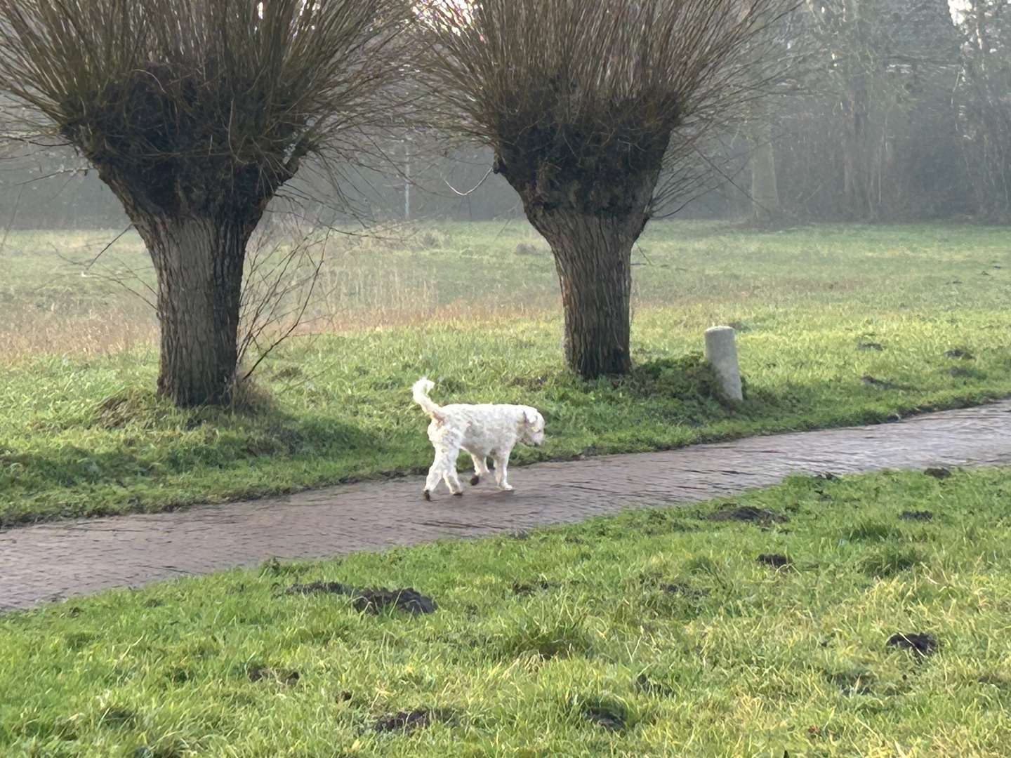 Foto: hond-park.jpg